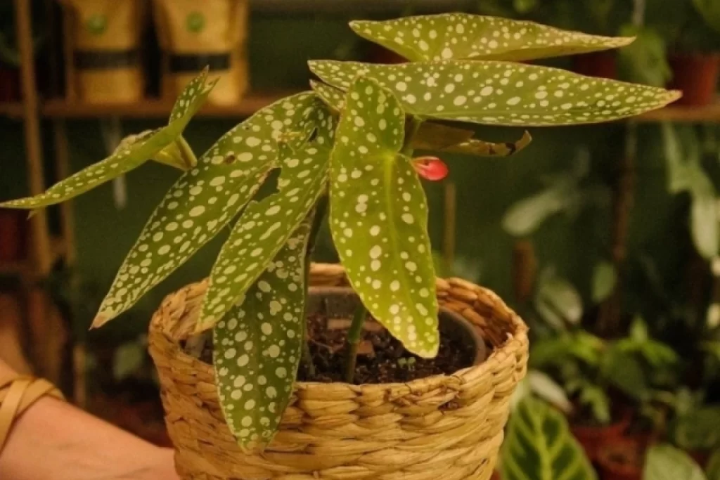 Begonia maculata Wightii cesto de palha