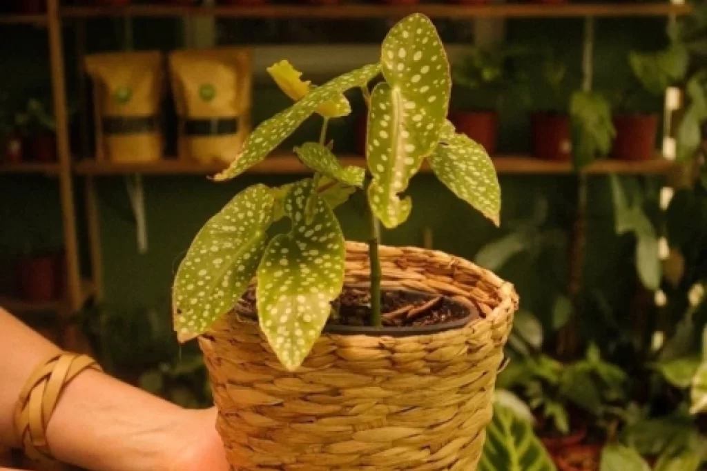 Begonia maculata Wightii no cesto