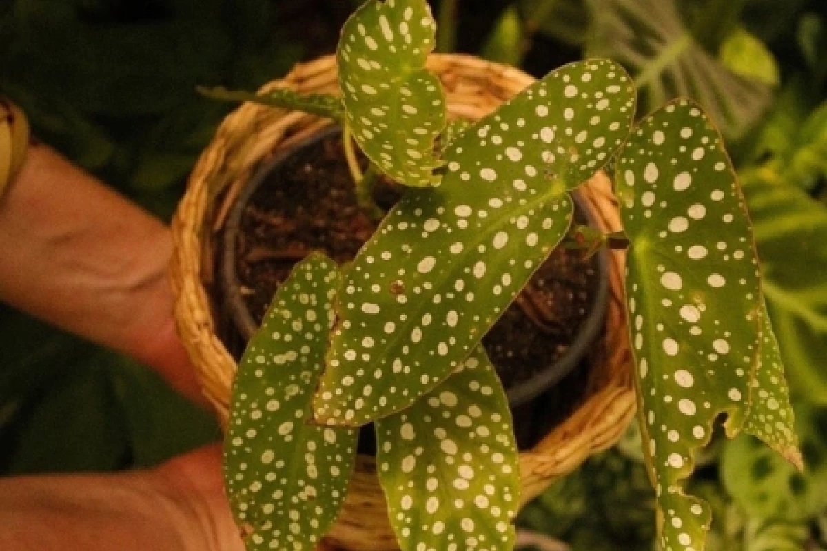 Begônia Maculata Wightii: O Guia Definitivo para Cultivar essa Planta. | Ivoti | plantas, decoração e jardinagem
