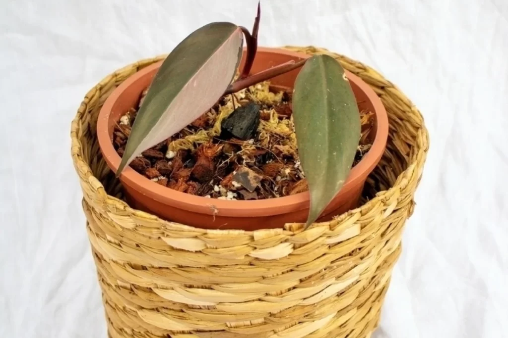 Cesto de palha de Filodendro Pink Princess