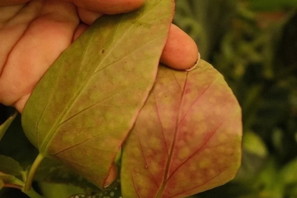 Parte de tras da Begonia maculata Wightii