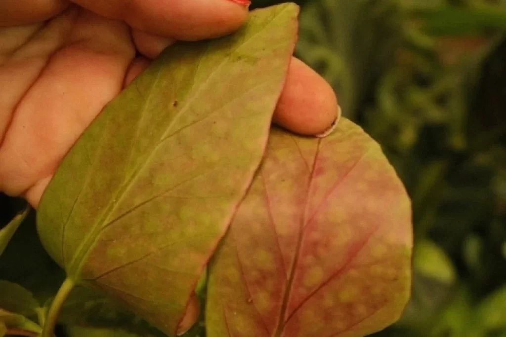 Parte de tras da folha da Begonia maculata Wightii