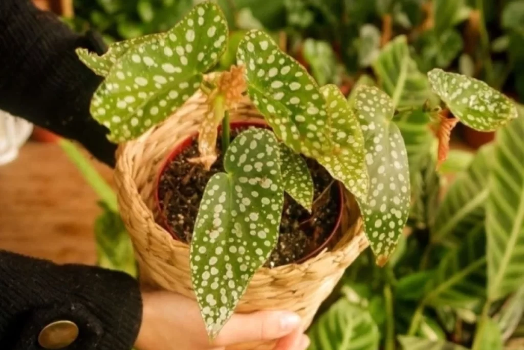 Segurando Begonia maculata Wightii