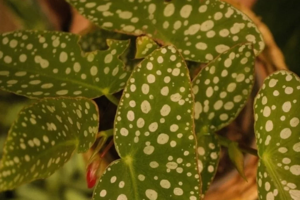 folha da Begonia maculata