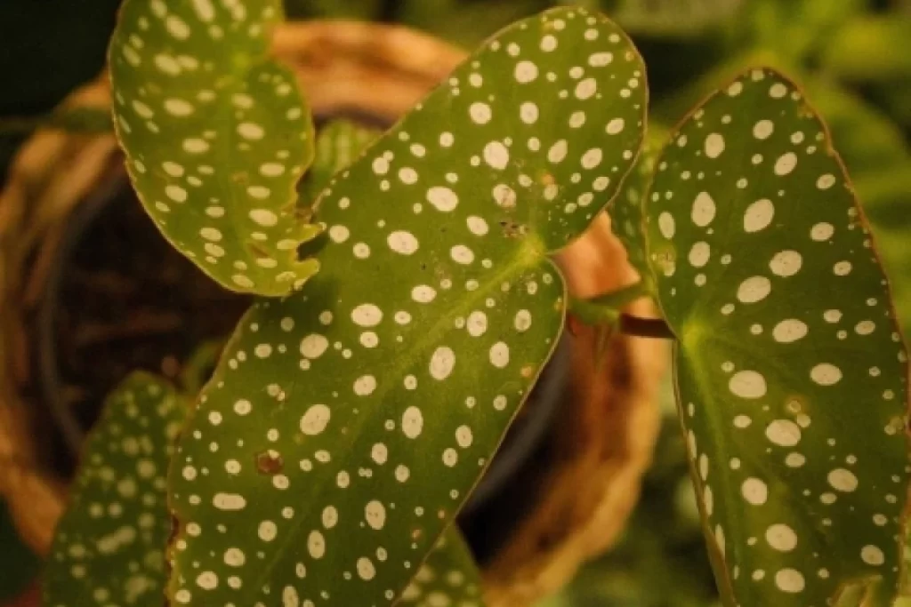 folha da Begonia maculata Wightii